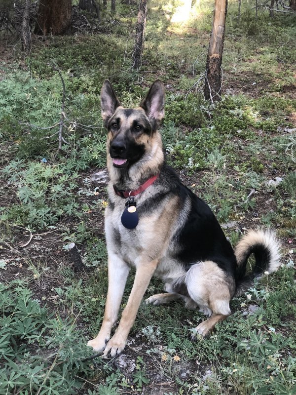 Safe German Shepherd Dog in Almont, CO