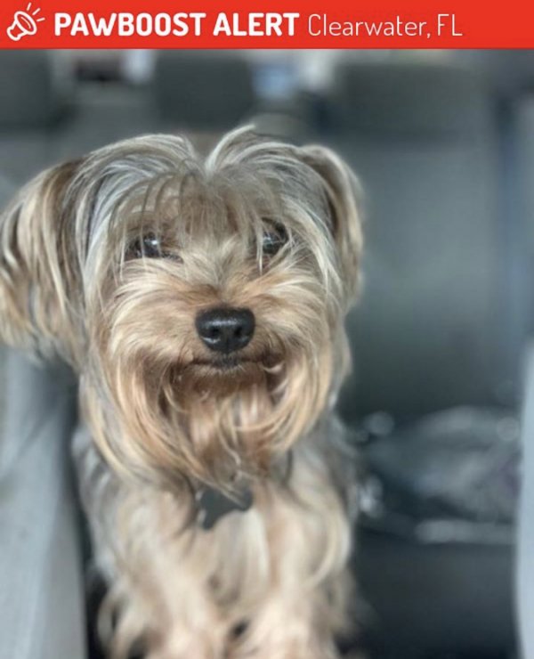 Safe Yorkshire Terrier in Clearwater, FL