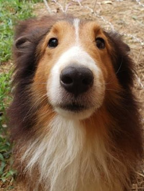 Safe Shetland Sheepdog in Wake Forest, NC