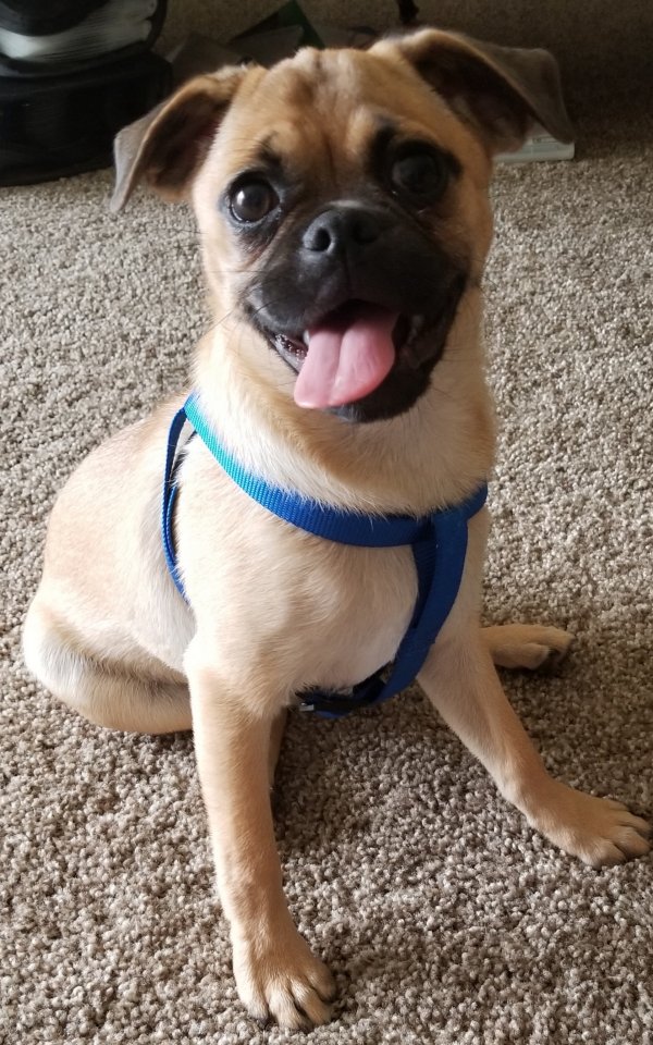 Safe Pug in Saint Clair, MN