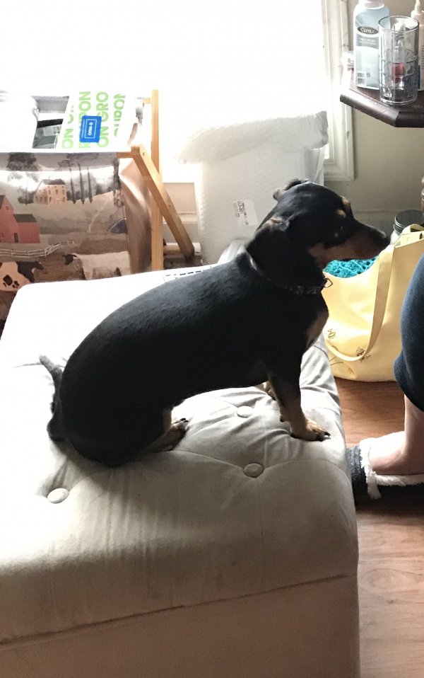 Safe Dachshund in Covington, GA