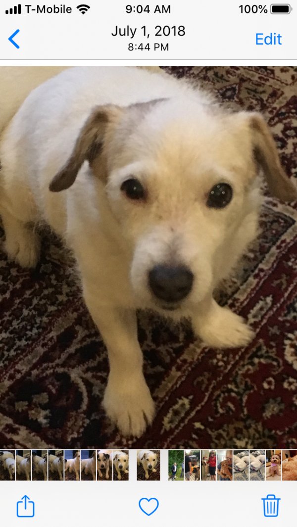 Safe Jack Russell Terrier in Sacramento, CA