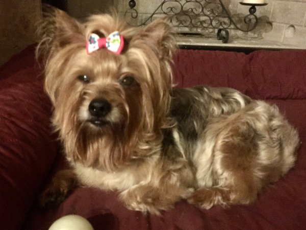 Safe Yorkshire Terrier in Brunswick, GA