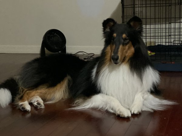 Safe Collie in Wellington, FL