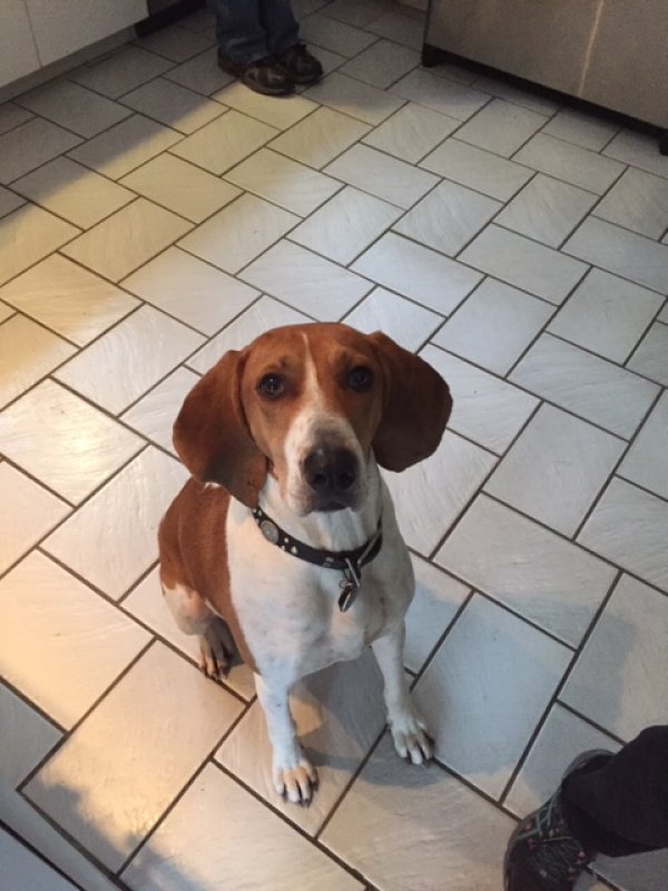 Safe Treeing Walker Coonhound in North Salem, NY