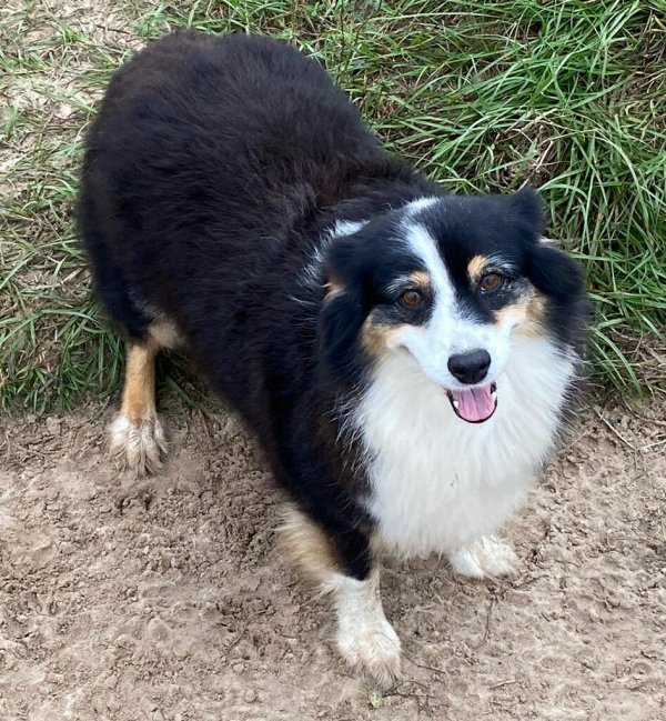 Safe Australian Shepherd in Brooksville, FL