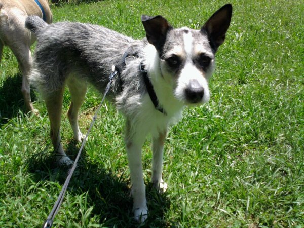 Safe Mutt in ROSWELL, GA