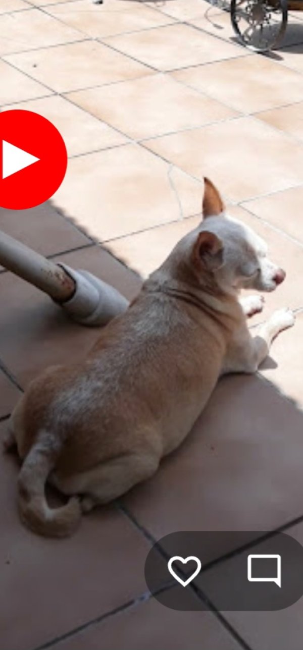 Safe Chihuahua in Miami, FL