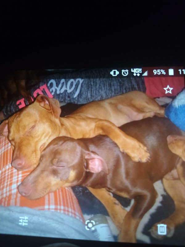 Safe Doberman Pinscher in Midland, TX