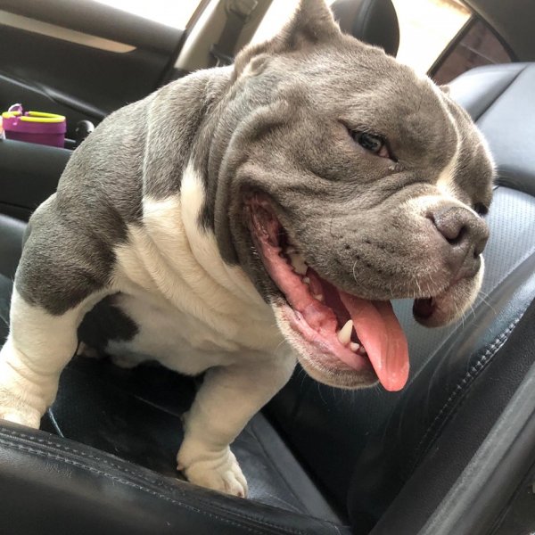 Stolen Pit Bull in Chicago, IL