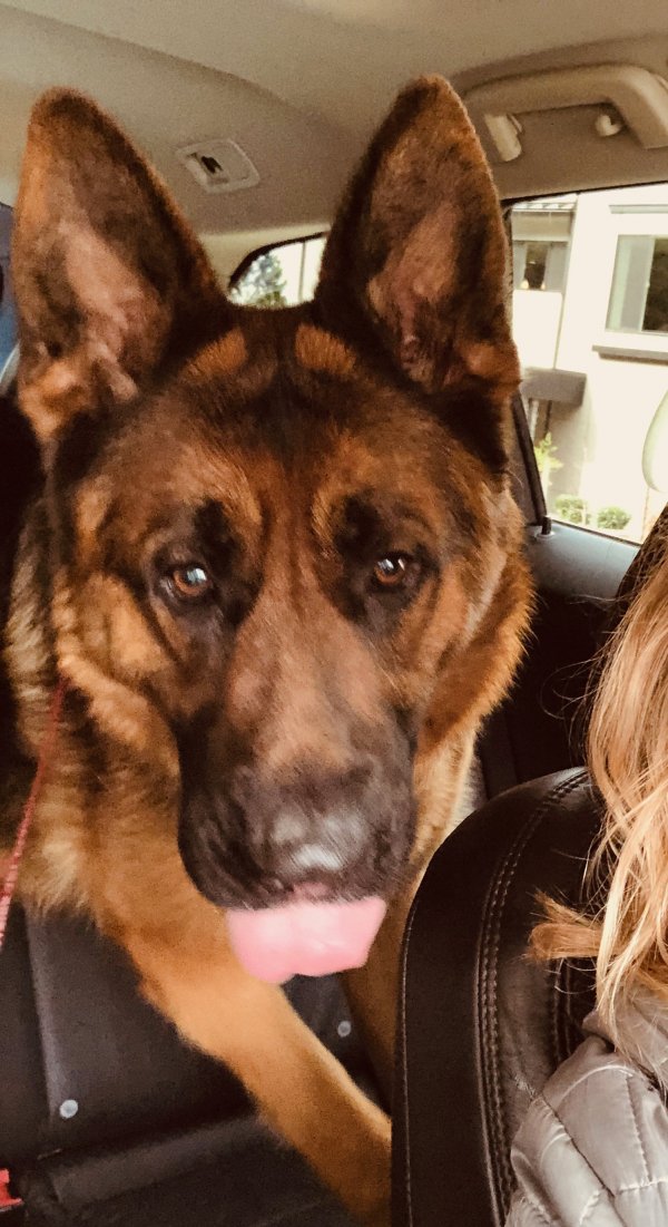 Safe German Shepherd Dog in Kirkland, WA