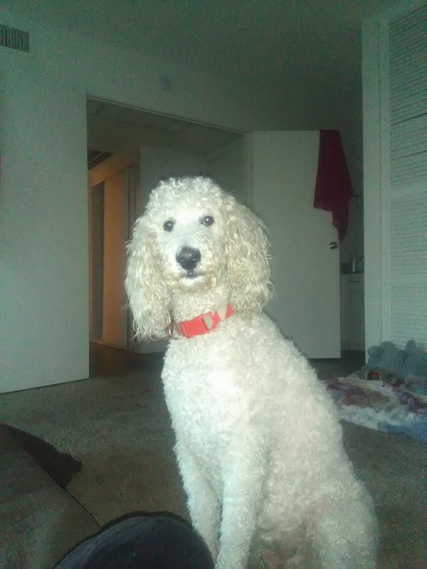 Safe Poodle in Las Vegas, NV