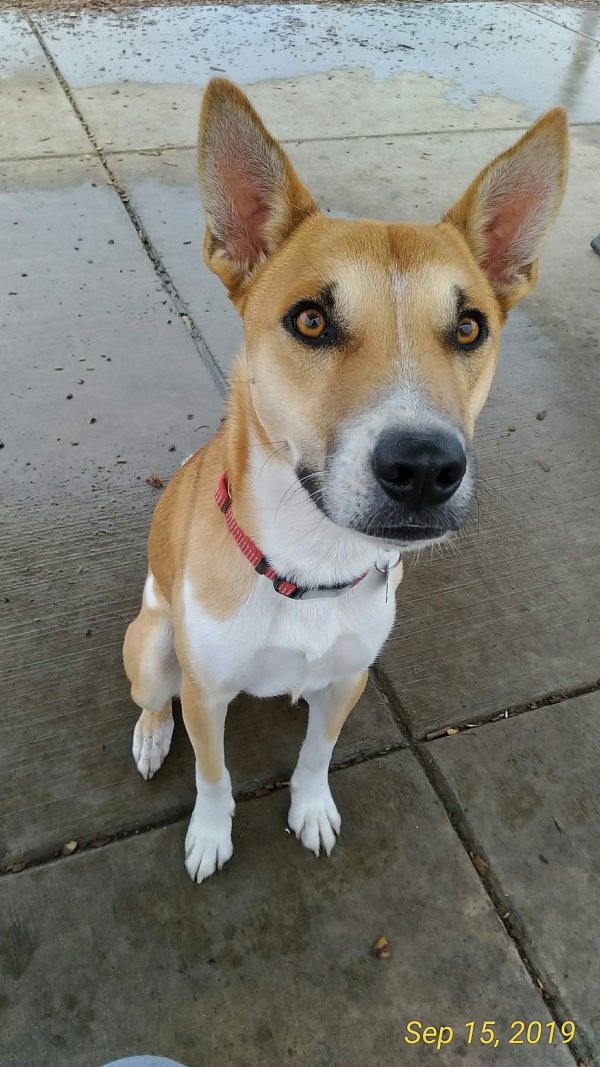 Safe Mutt in Ellensburg, WA