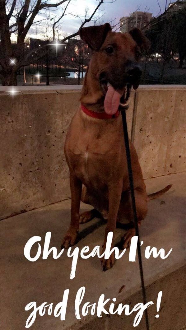 Safe Rhodesian Ridgeback in Garland, TX