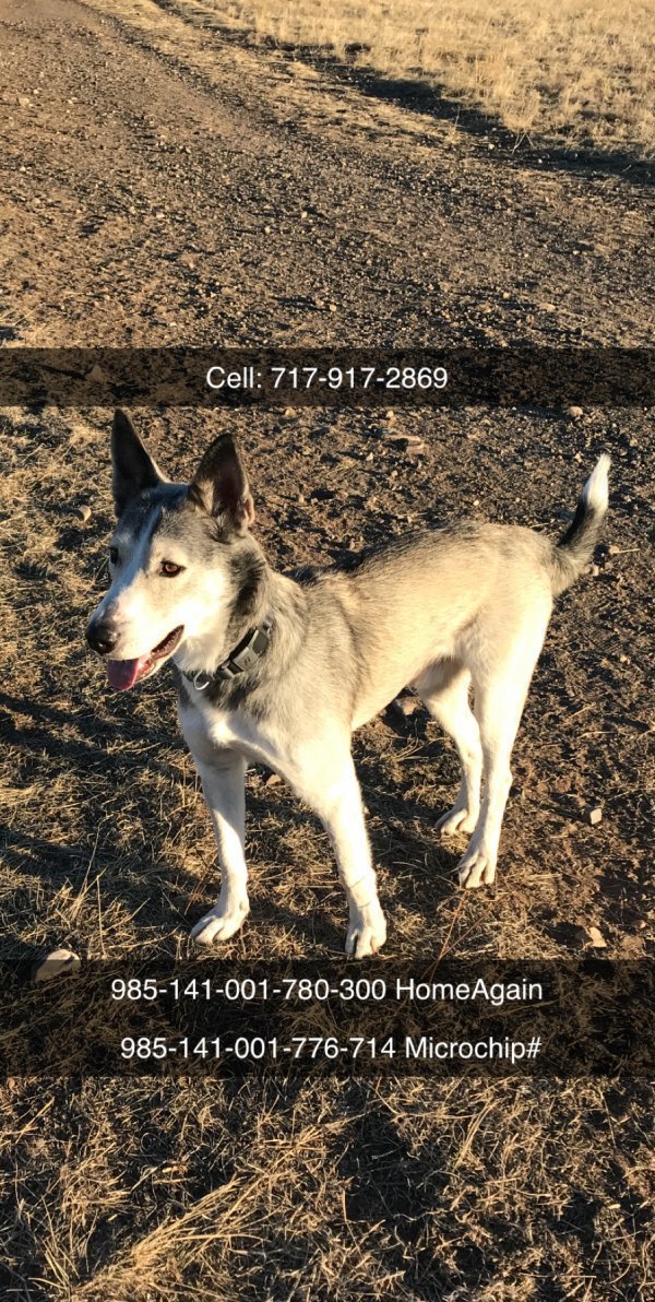 Safe Siberian Husky in Broomfield, CO