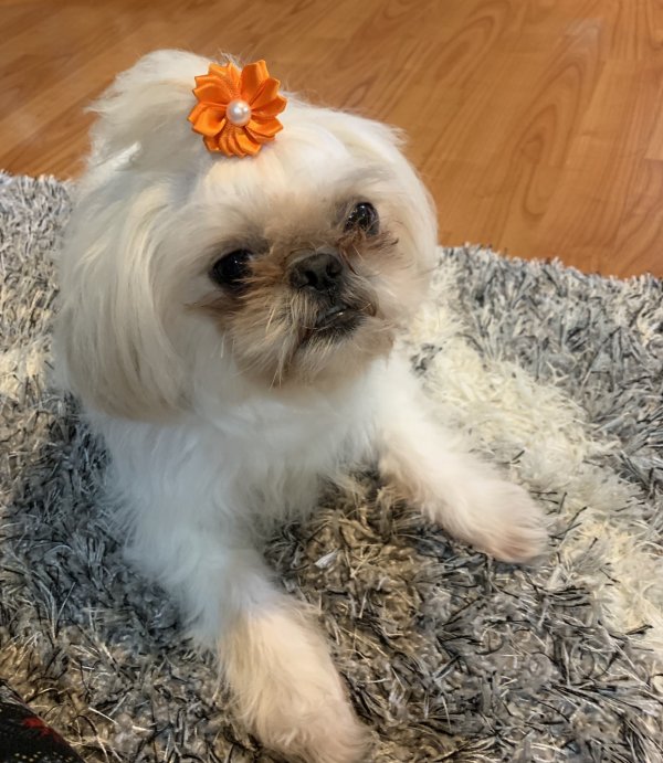 Safe Shih Tzu in Willingboro, NJ
