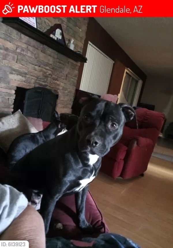 Safe Pit Bull in Glendale, AZ