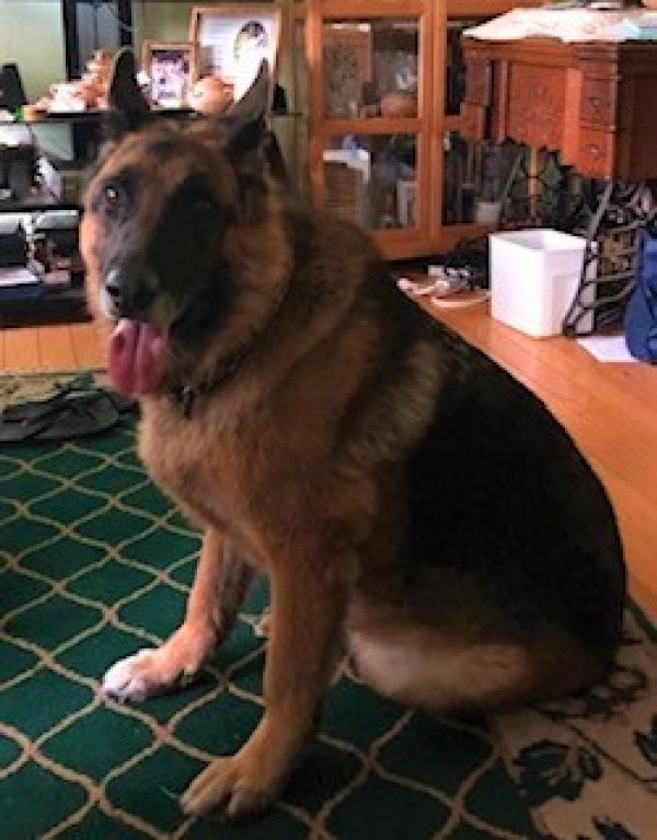 Safe German Shepherd Dog in Danielson, CT