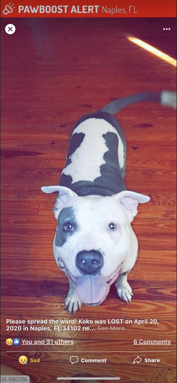 Safe Pit Bull in Naples, FL