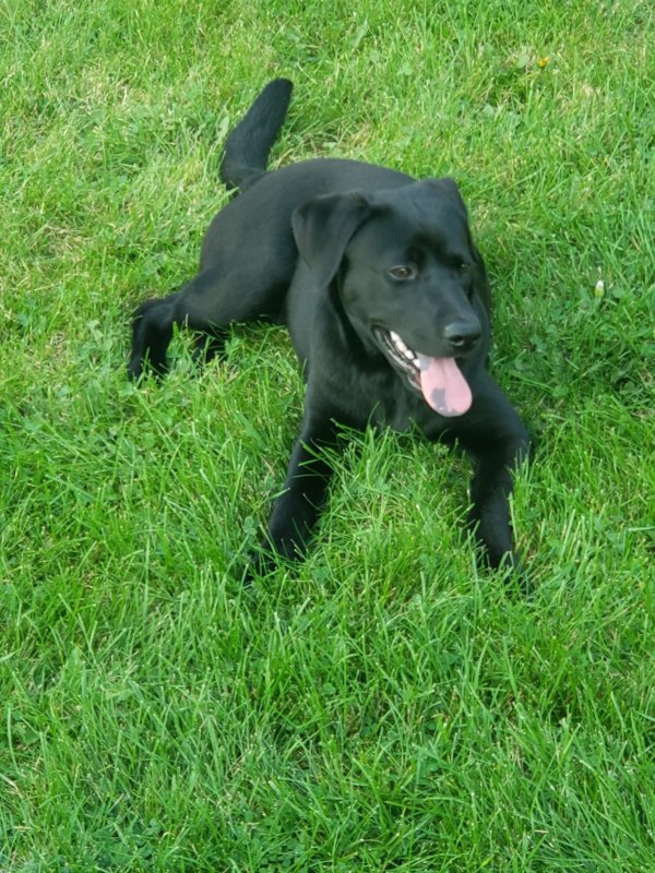 Safe Labrador Retriever in Minneapolis, MN