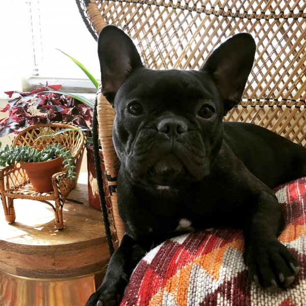 Safe French Bulldog in Tampa, FL