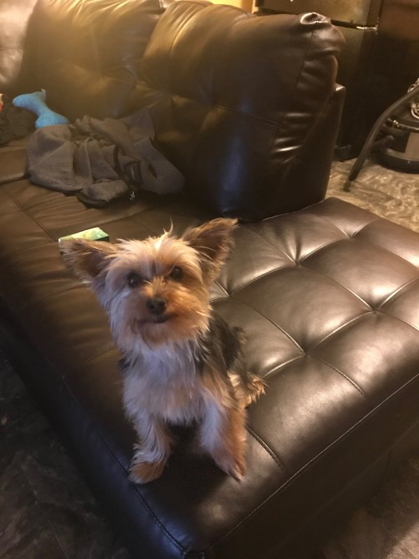 Safe Yorkshire Terrier in Accokeek, MD US