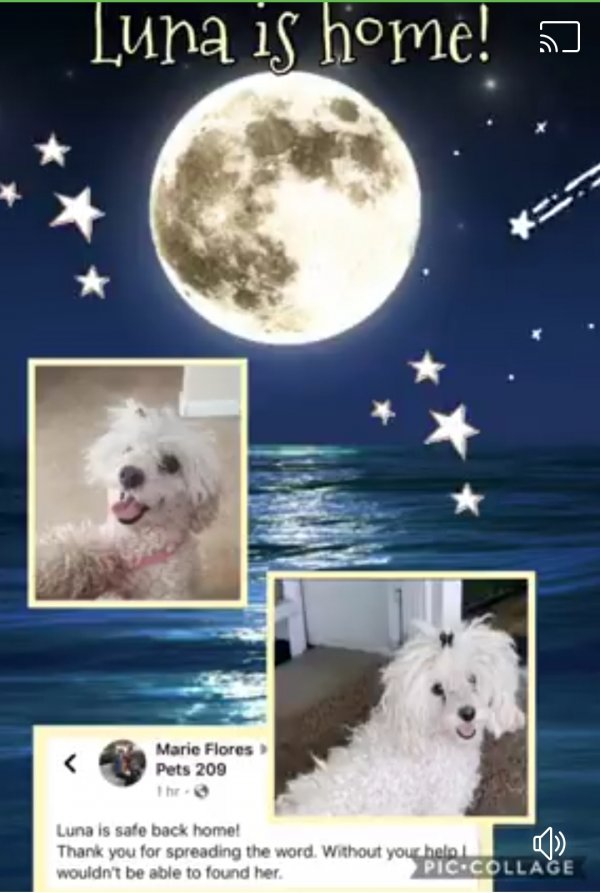 Safe Poodle in Ceres, CA