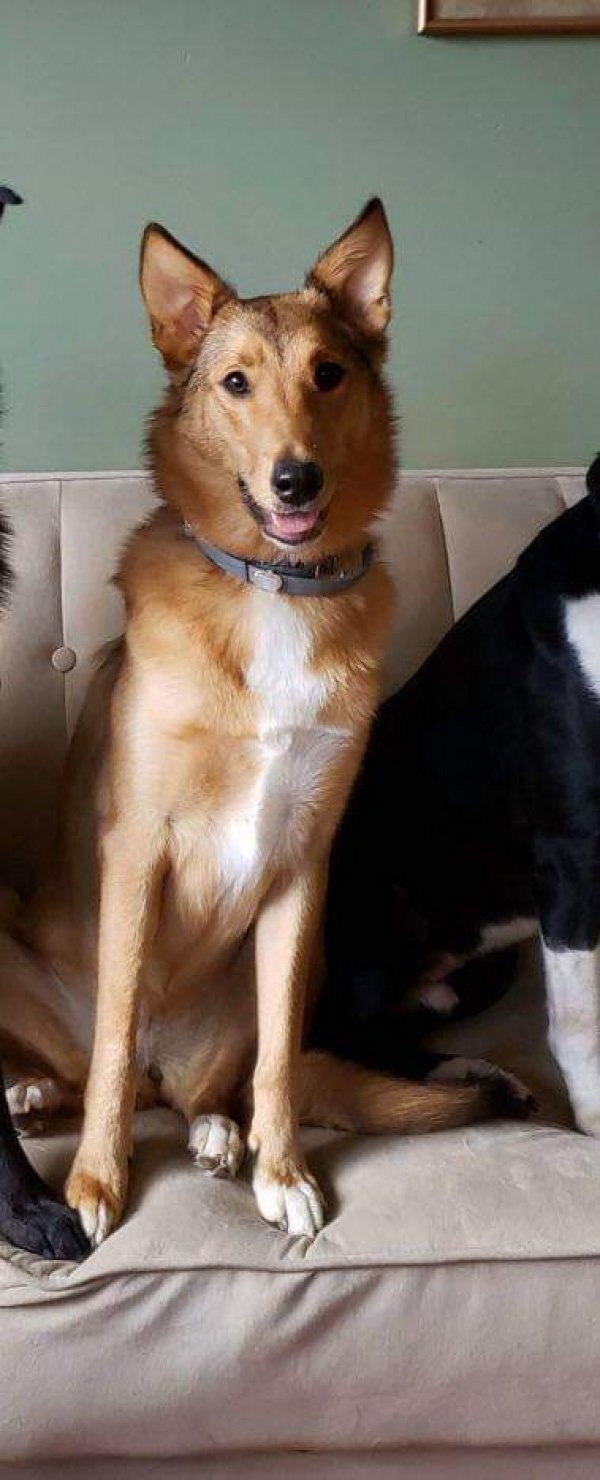 Safe Collie in Carthage, NY