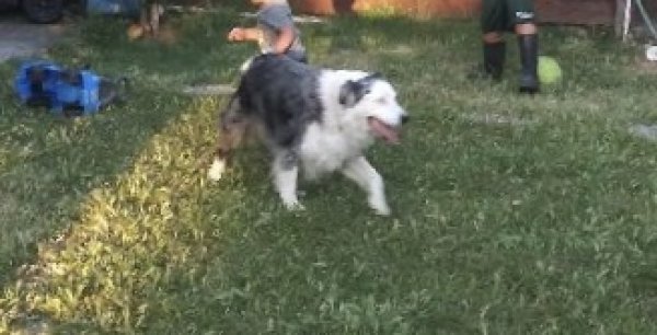 Safe Australian Shepherd in Concord, CA