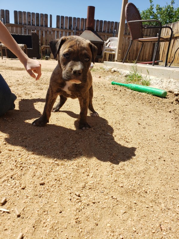 Safe Pit Bull in Yucca Valley, CA