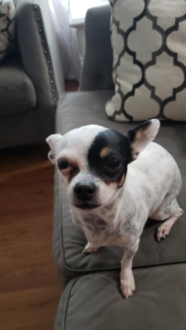 Safe Chihuahua in Ruskin, FL