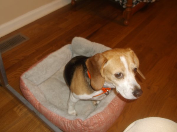 Safe Beagle in Englewood, TN