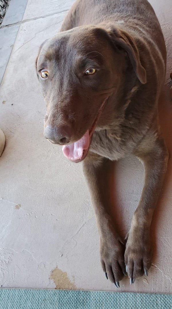 Found Labrador Retriever Dog in Tucson, AZ US (85741 ...