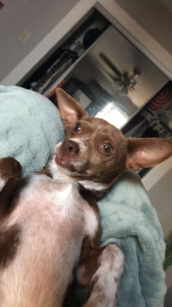 Safe Chihuahua in JOLIET, IL