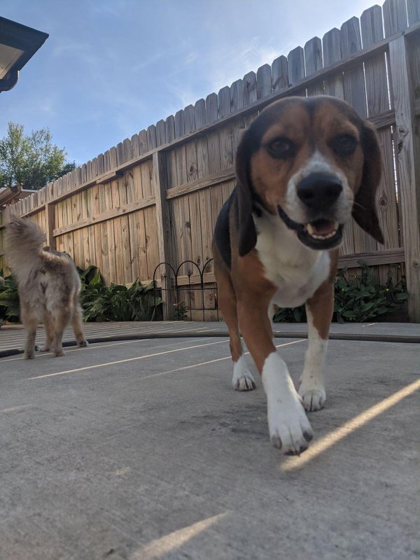 Safe Beagle in Pasadena, TX