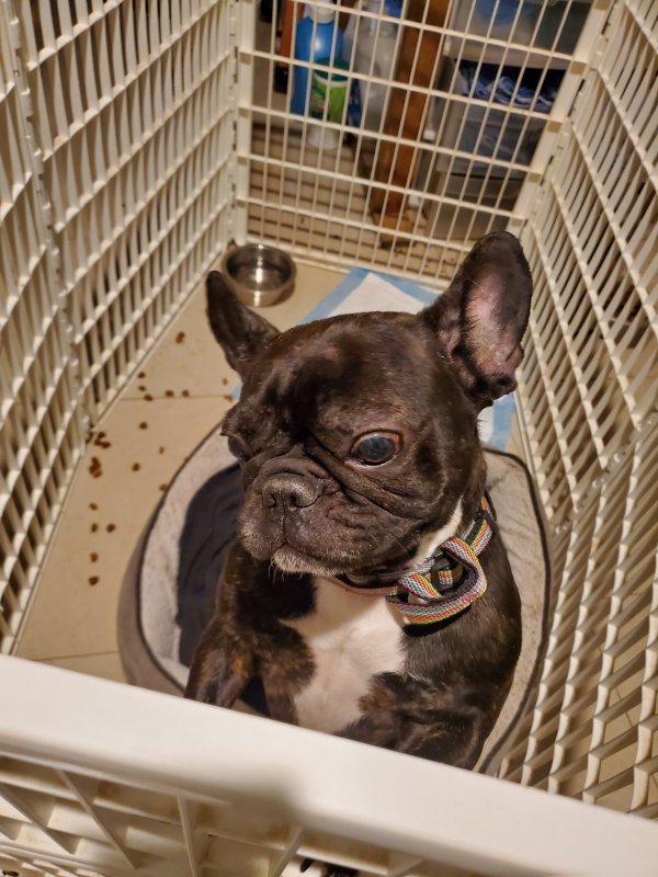 Lost French Bulldog Dog Dean in Glendora, NJ US (08029 ...