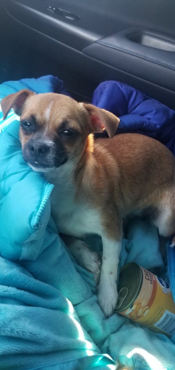 Safe Chihuahua in Prescott Valley, AZ
