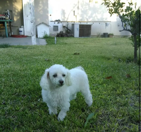 Safe Poodle in Ontario, CA