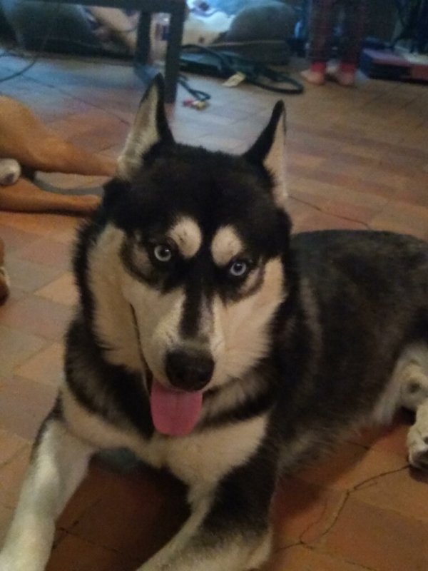 Safe Siberian Husky in Houston, TX