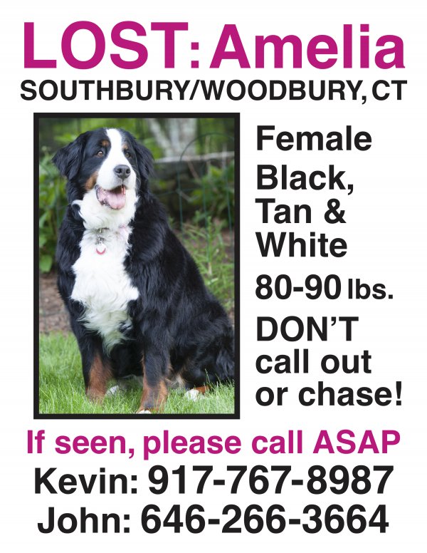 Safe Bernese Mountain Dog in Southbury, CT