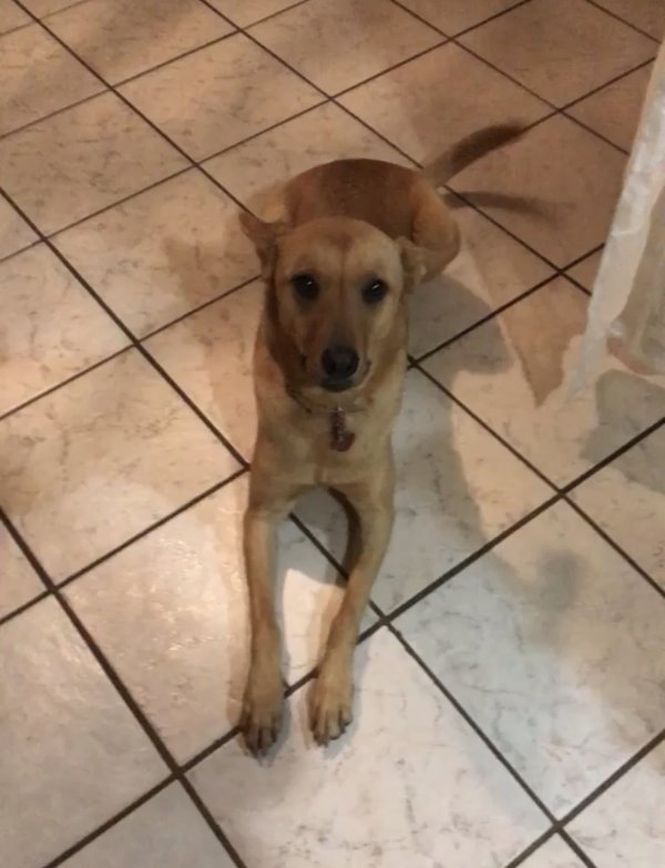Safe German Shepherd Dog in Atlanta, GA
