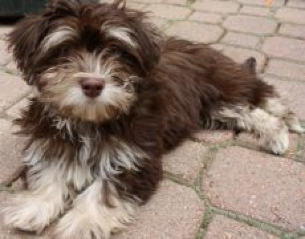 Safe Havanese in Springfield, OH