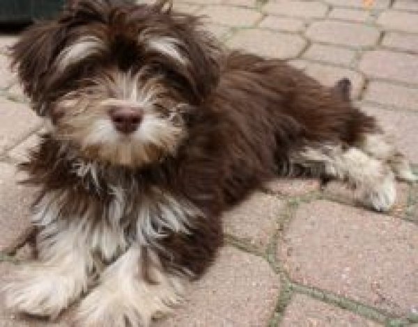 Safe Havanese in Springfield, OH US