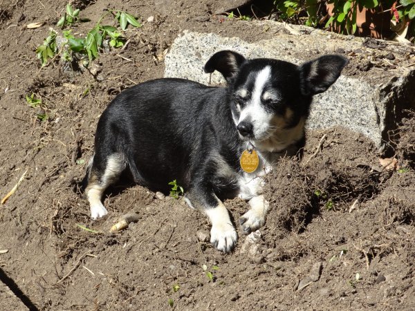 Safe Rat Terrier in Folsom, CA