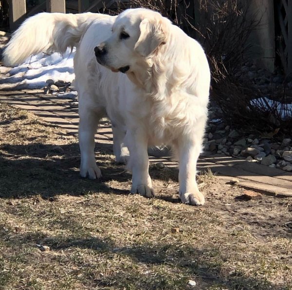 Safe Golden Retriever in North Judson, IN