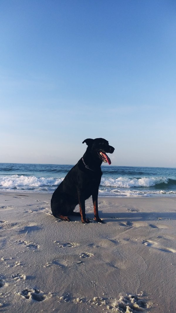 Safe Doberman Pinscher in Pensacola, FL