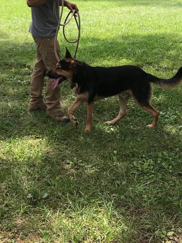 Safe German Shepherd Dog in Strawberry Plains, TN