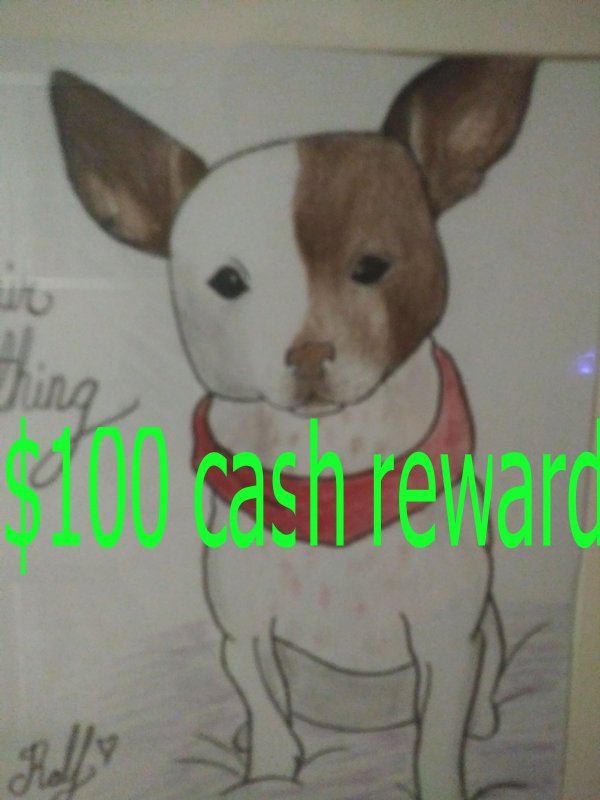 Safe Jack Russell Terrier in Fair Oaks, CA