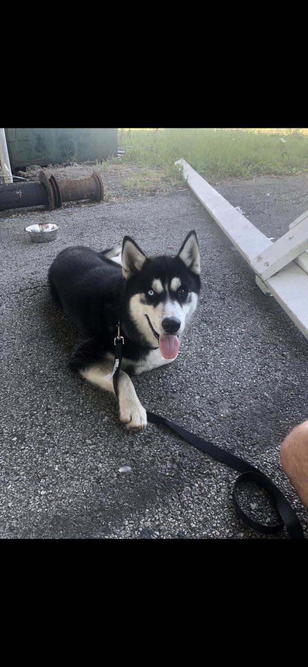 Safe Siberian Husky in Dallas, TX