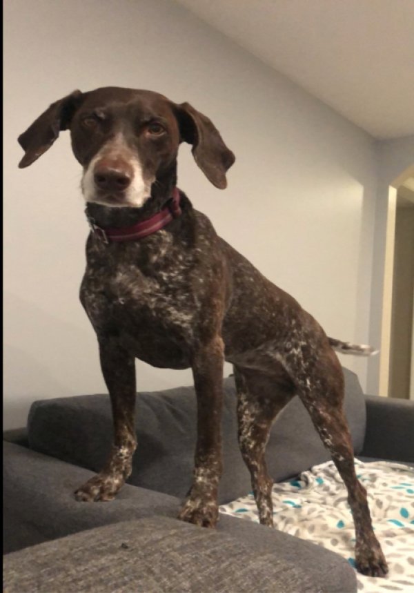 Safe German Shorthaired Pointer in Coatesville, PA